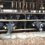 WhatsApp Image 2025-10-22 at 23.27.05